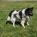 Pies do adopcji, Radom, 31 lipca 2024