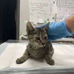 Nr: 428/2024 - Kot z Żarów