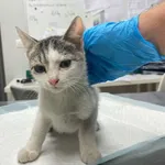 Nr: 426/2024 - Kot z Żarów