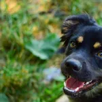 Pies do adopcji, Radom, 30 lipca 2024