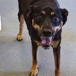 Znaleziono psa, Lublin, 14 czerwca 2025