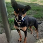 Znaleziono psa, Grudziądz, 13 czerwca 2024