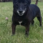 Znaleziono psa, Lublin, 11 września 2024