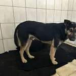 Nr: 465/2024 - Pies z Fundacja Mam Pomysł