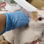 Kocurek poz. 24/605/K