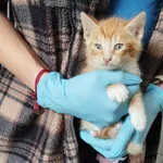 Kocurek poz. 24/600/K