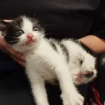 Kocurek poz. 24/593/K