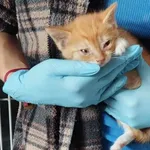 Kocurek poz. 24/601/K