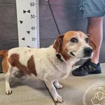 Imię: Przyjęty: 2024-08-27 Płeć: Suka Opis: mieszaniec, biało-rude Wiek: ok. 10 lat