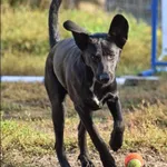 Znaleziono psa, Grudziądz, 15 lipca 2024