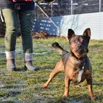 Znaleziono psa, Lublin, 19 września 2024