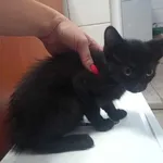 Kocurek poz. 24/626/K