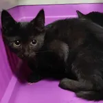 Kocurek poz. 24/629/K