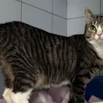 Znaleziono kota, Lublin, 24 września 2024