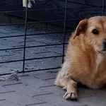 Pies do adopcji, Tatary, 25 lutego 2021