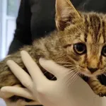 Kocurek poz. 24/640/K