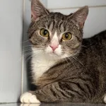 Znaleziono kota, Lublin, 24 września 2024