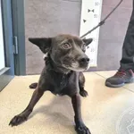 Imię: Przyjęty: 2024-08-27 Płeć: Pies Opis: mieszaniec, czarne Wiek: ok. 8 lat