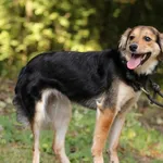 Suczka poz. 24/0483 w DT