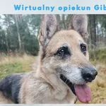 Pies do adopcji, Sosnowice, 16 września 2024