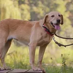 Znaleziono psa, Toruń, 7 sierpnia 2024