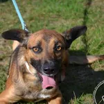 Przyjęty: 2024-09-02 Gmina: Morawica Płeć: Pies Opis: mieszaniec, tricolor