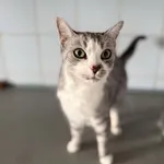 Znaleziono kota, Lublin, 3 października 2024