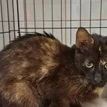 Nr: 514/2024 - Kot z Fundacja Mam Pomysł