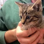 Nr: 508/2024 - Kot z Świebodzice Miasto