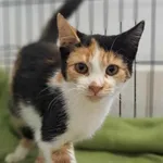 Nr: 515/2024 - Kot z Fundacja Mam Pomysł