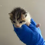 Nr: 499/2024 - Kot z Ruja