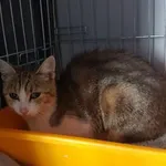 Nr: 500/2024 - Kot z Ruja