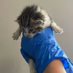 Nr: 498/2024 - Kot z Ruja