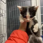 Nr: 505/2024 - Kot z Świebodzice Miasto