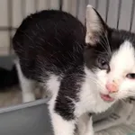 Nr: 518/2024 - Kot z Fundacja Mam Pomysł