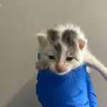 Nr: 496/2024 - Kot z Ruja