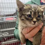 Nr: 507/2024 - Kot z Świebodzice Miasto