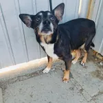 Kobek – rezerwacja