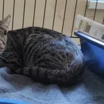 Kocurek poz. 24/652/K