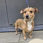 Znaleziono psa, Gdynia, 27 czerwca 2025