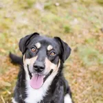 Pies do adopcji, Radom, 20 grudnia 2024