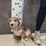 Przyjęty: 2024-10-04 Gmina: Jaworzno Płeć: Pies Opis: mieszaniec, płowe