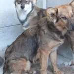 Wrot to pies przywieziony w dniu 03.09.2024r z terenu gm. Troszyn, nieduży, wycofany