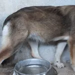 Wrota to suka przywieziona w dniu 03.09.2024r z terenu gm. Troszyn, średnia , wycofana