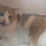 Kocurek poz. 24/672/K