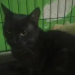 Kocurek poz. 24/676/K