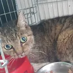 Nr: 529/2024 - Kot z Lubin Miasto