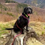 Pies do adopcji, Tychy, 12 maja 2023