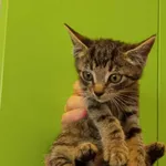 Nr: 532/2024 - Kot z Świdnica Miasto