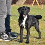 Znaleziono psa, Lublin, 9 października 2024